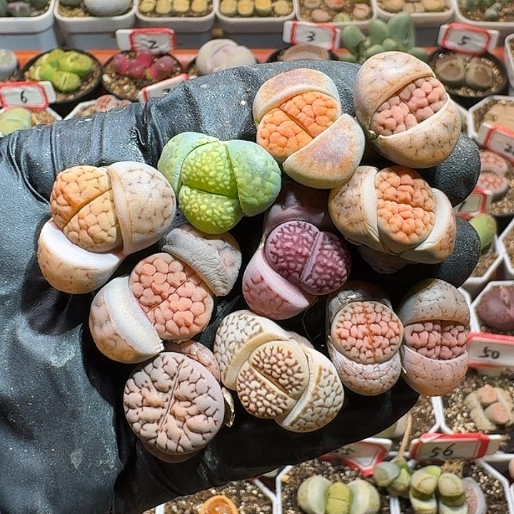 生石花233:：。 135