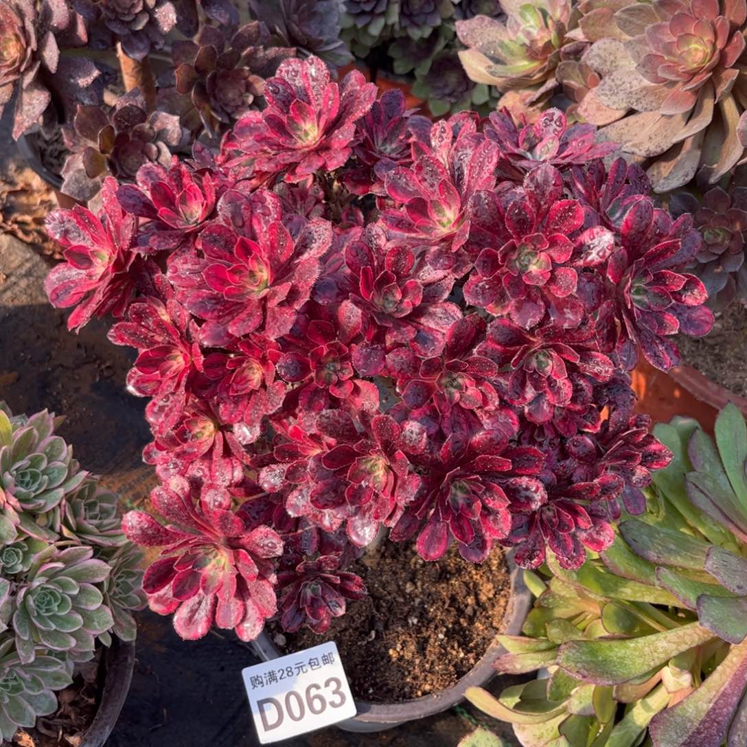 063多肉植物香奈儿