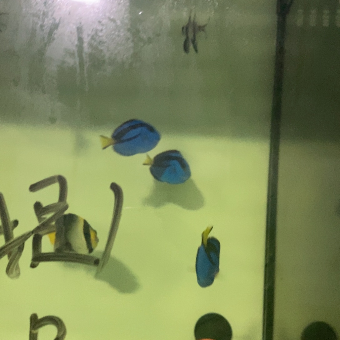 海水鱼蓝吊4-5 海水观赏鱼