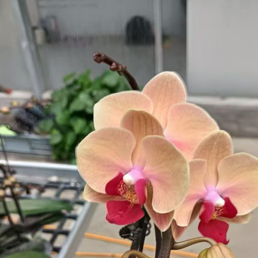 玫瑰香橙｜3.0寸蝴蝶兰带剑苗情壮