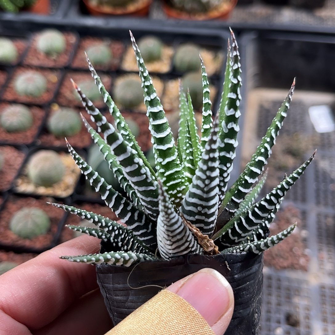 条纹小斑马单头发货单头