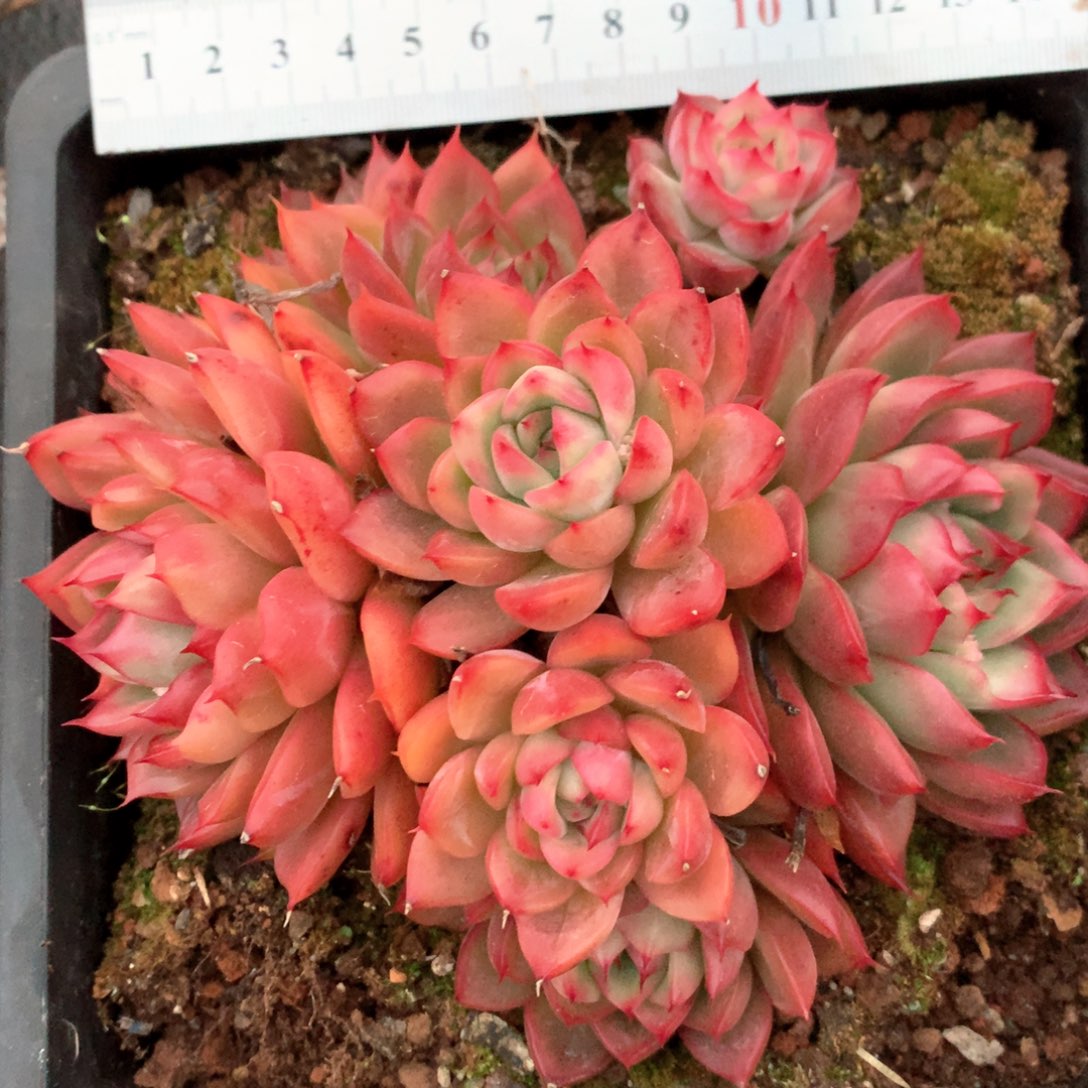 6420不包掉头整散不售后