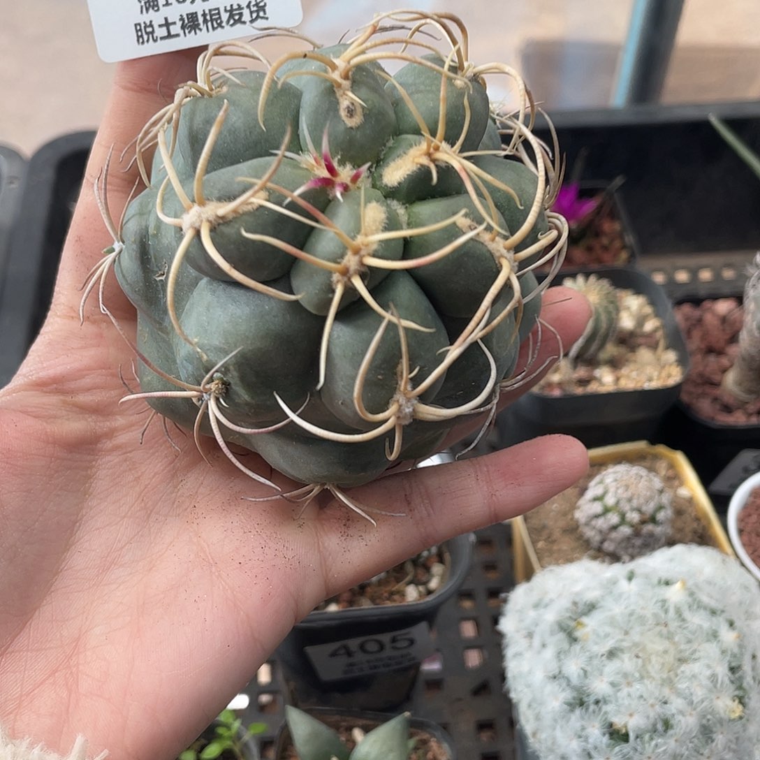 418特价绯冠龙（有木心满18元包邮）