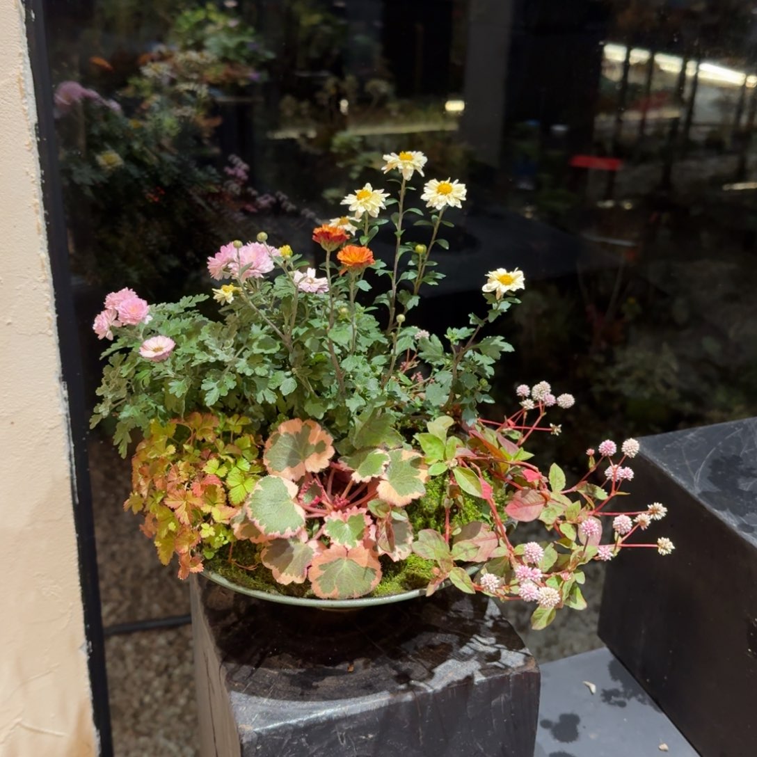 全部花朵山野草斗笠盆