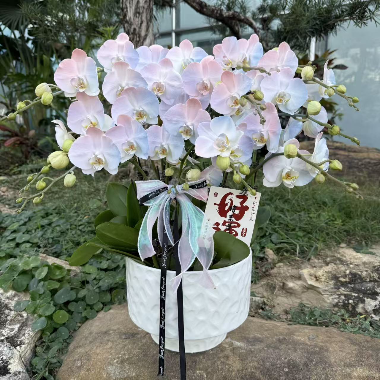  蝴蝶兰《彩虹》 小众品种带香味马卡龙色系爆款 特殊工艺 植物上色