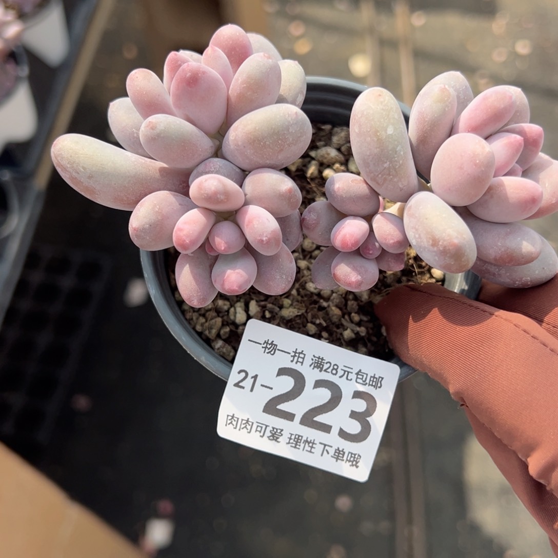 海狸美人多肉多肉多肉