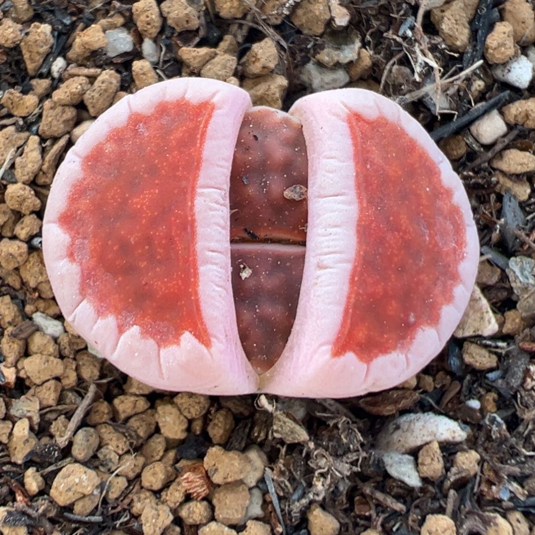 31多肉植物百科知识