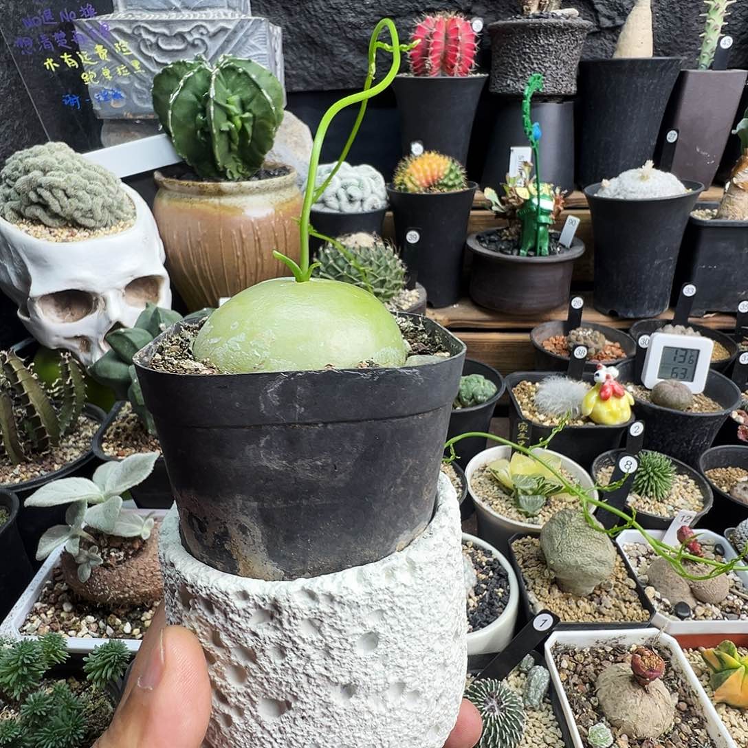 *****大仓角殿带盆发货