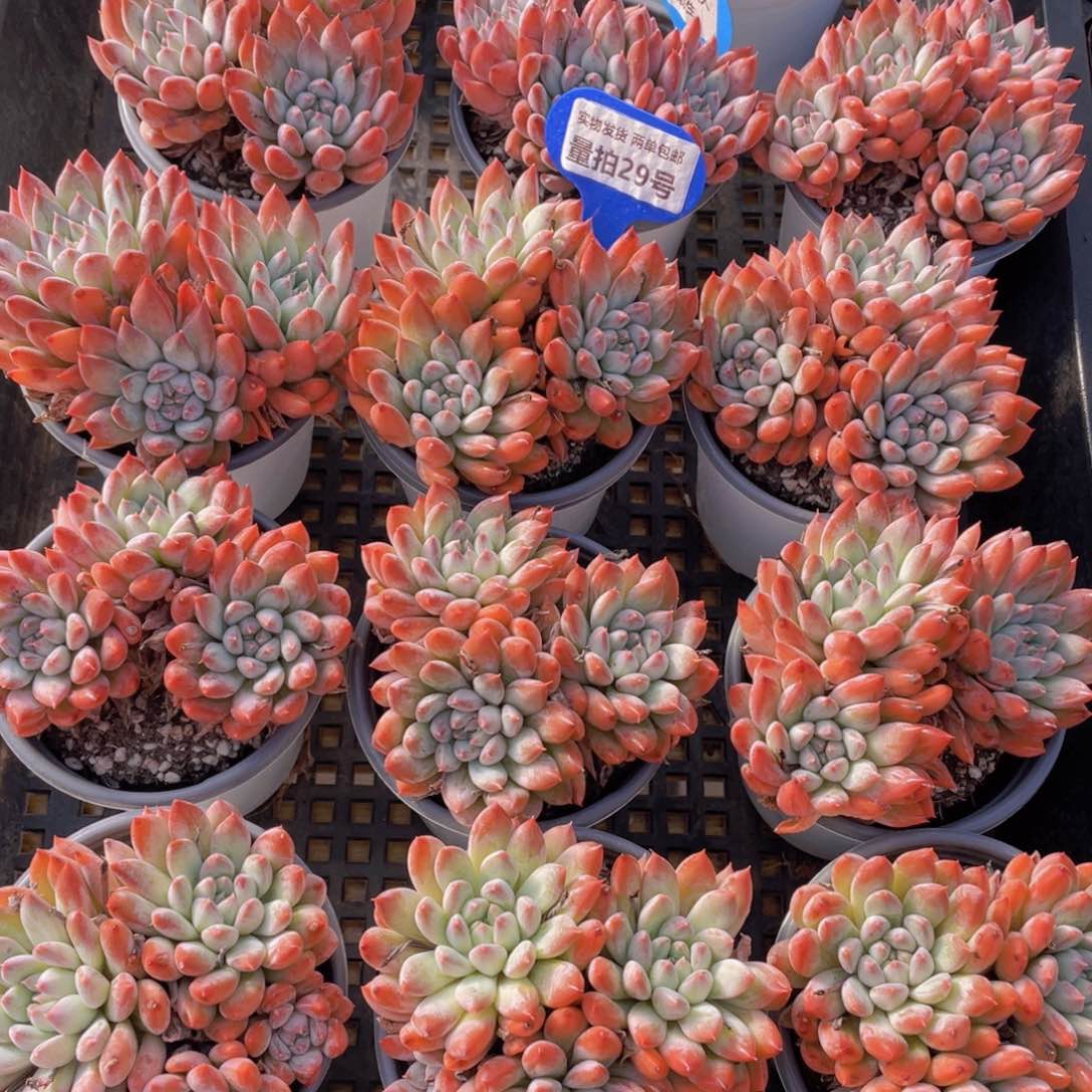 量拍29号 炫彩如雪美人大群生一个