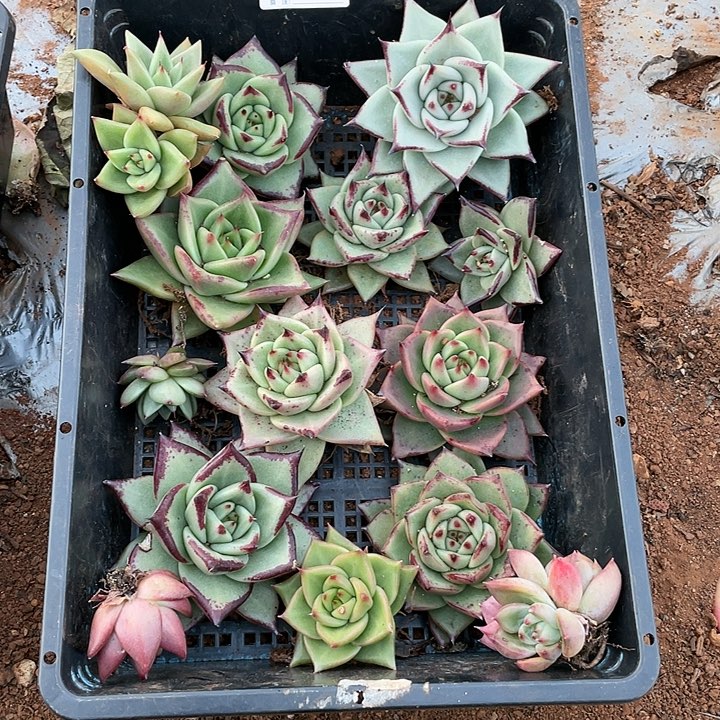 无花朵若如东云单拍E925