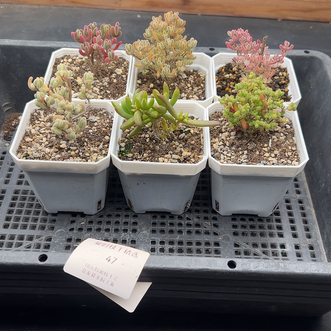 47号枝干6颗12.28多肉