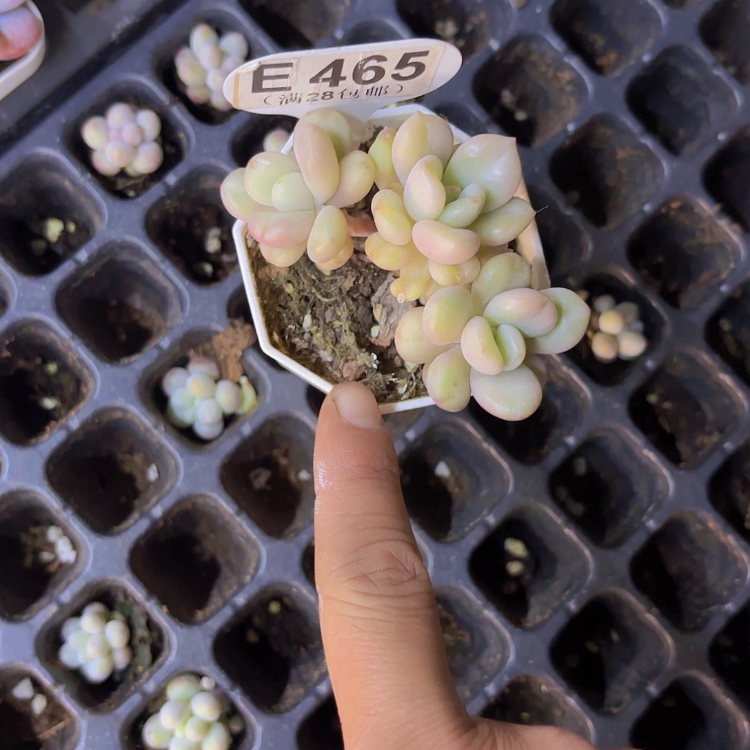 E465比尔盖茨一物一拍