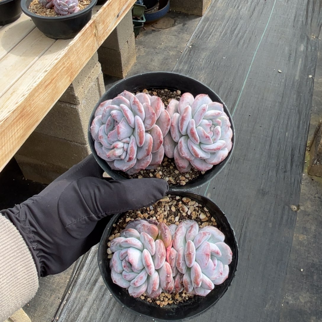 石榴籽星影两颗一物一拍