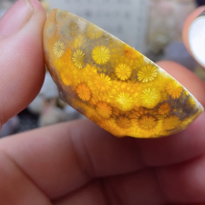 颈饰未镶嵌硅化珊瑚（珊瑚玉）有瑕