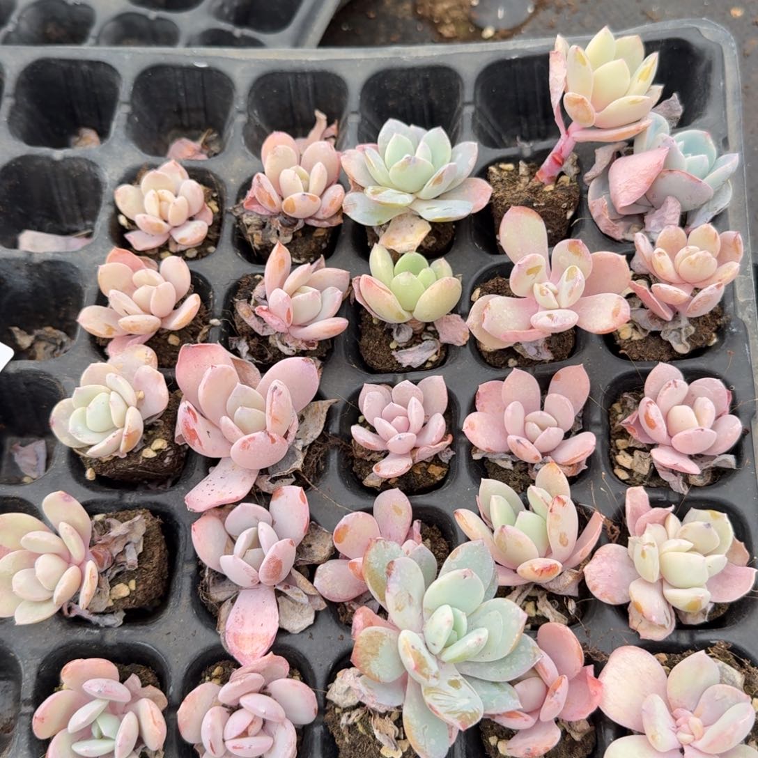 雪莲杂交白凤）假奶茶）二十五颗5-25左九从一头整理