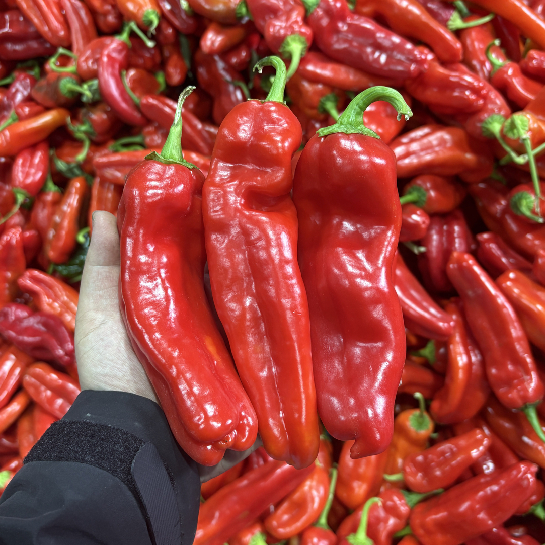 【安徽精品红辣椒】微辣红泡椒农家自种红泡椒现摘现发全红辣椒