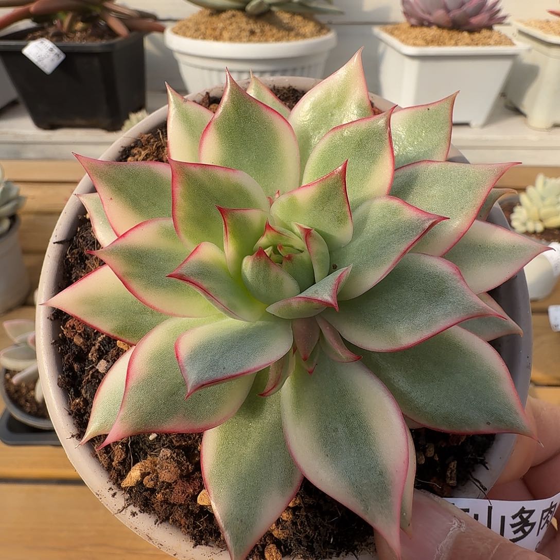 绿体宝莲灯锦11128-89