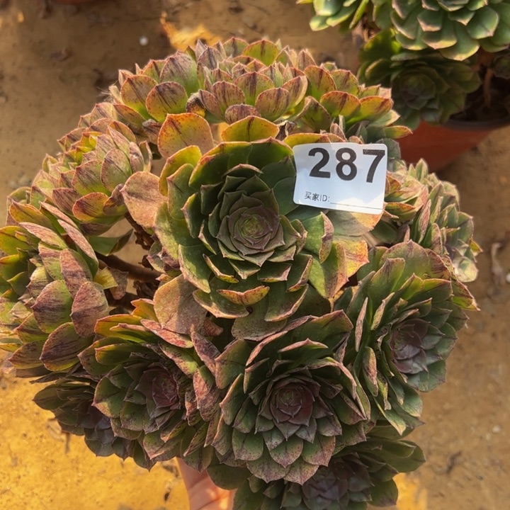 万拉丝多肉植物287