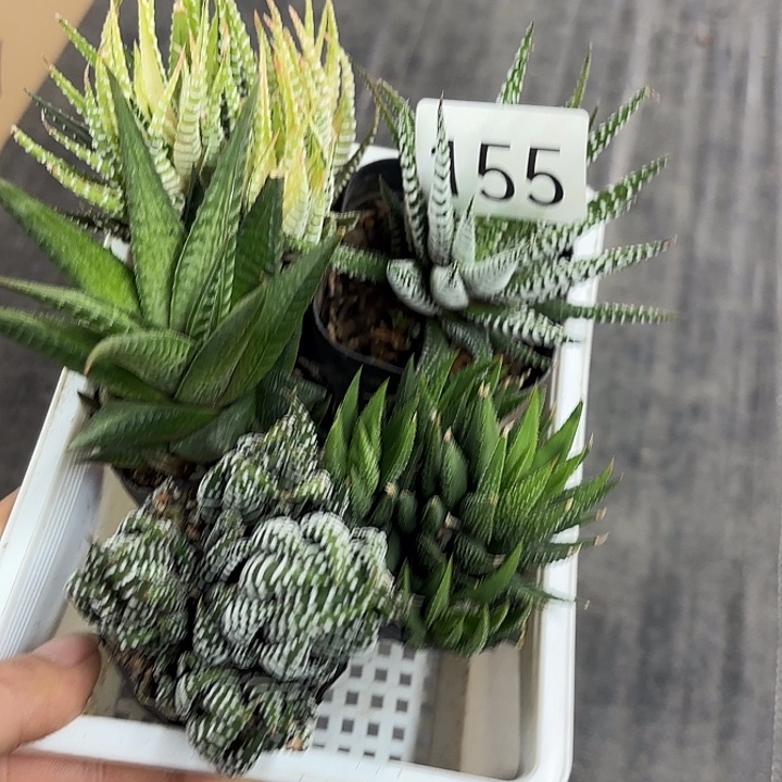 155硬叶十二卷组合一筐组合5个品种