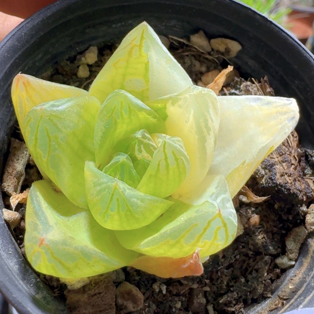 462京之华锦脱土发货