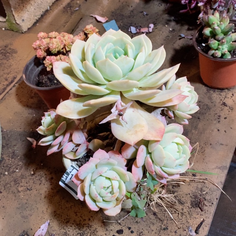 【闪购商品】恋曲12148