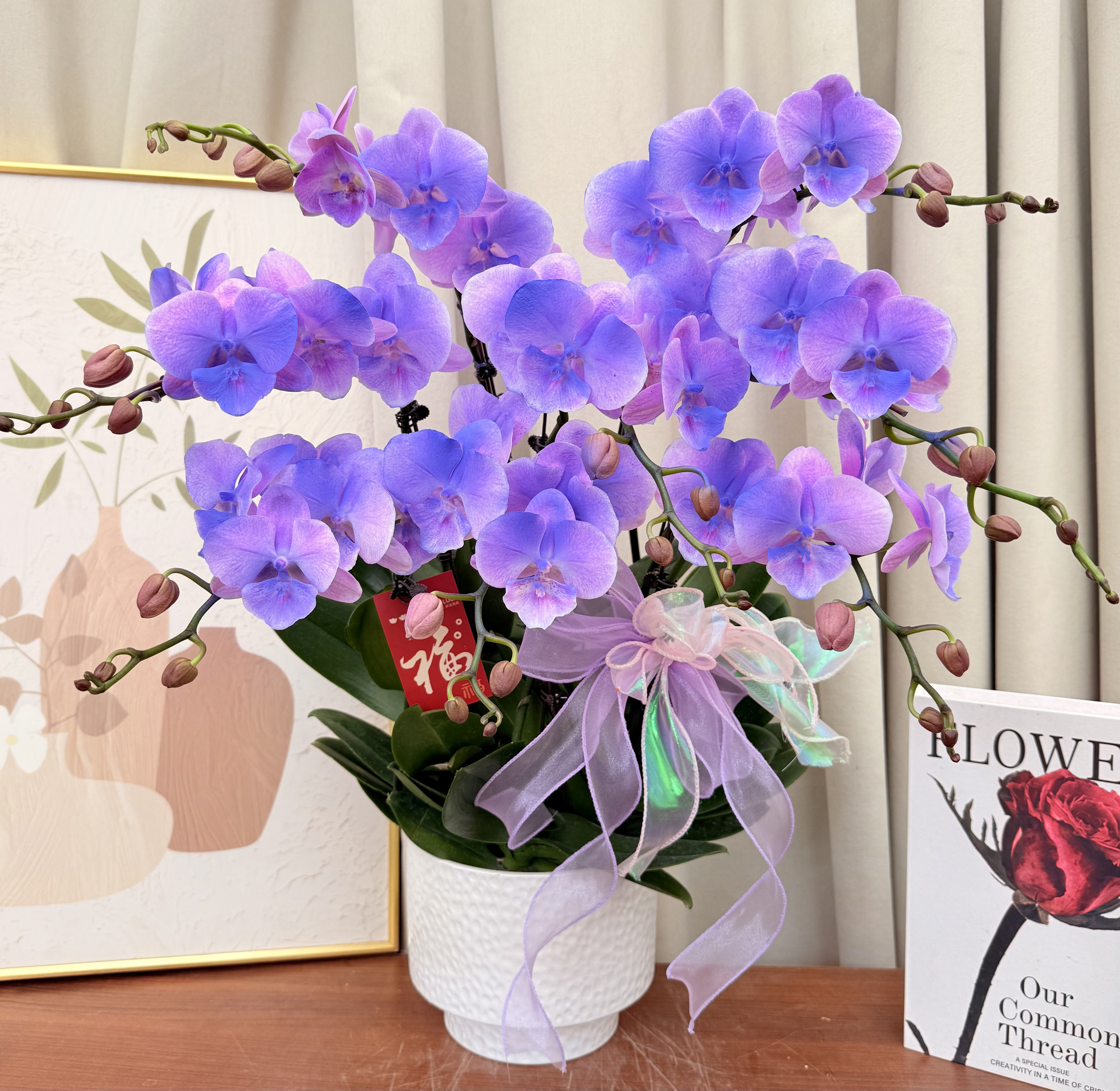 兰花坞蝴蝶蘭《月亮岛》欧洲引进 中大花  稀紫粉色  高端喷色工艺 