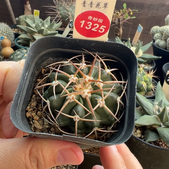 实生狂刺印加圆盘杂交一棵仙人球