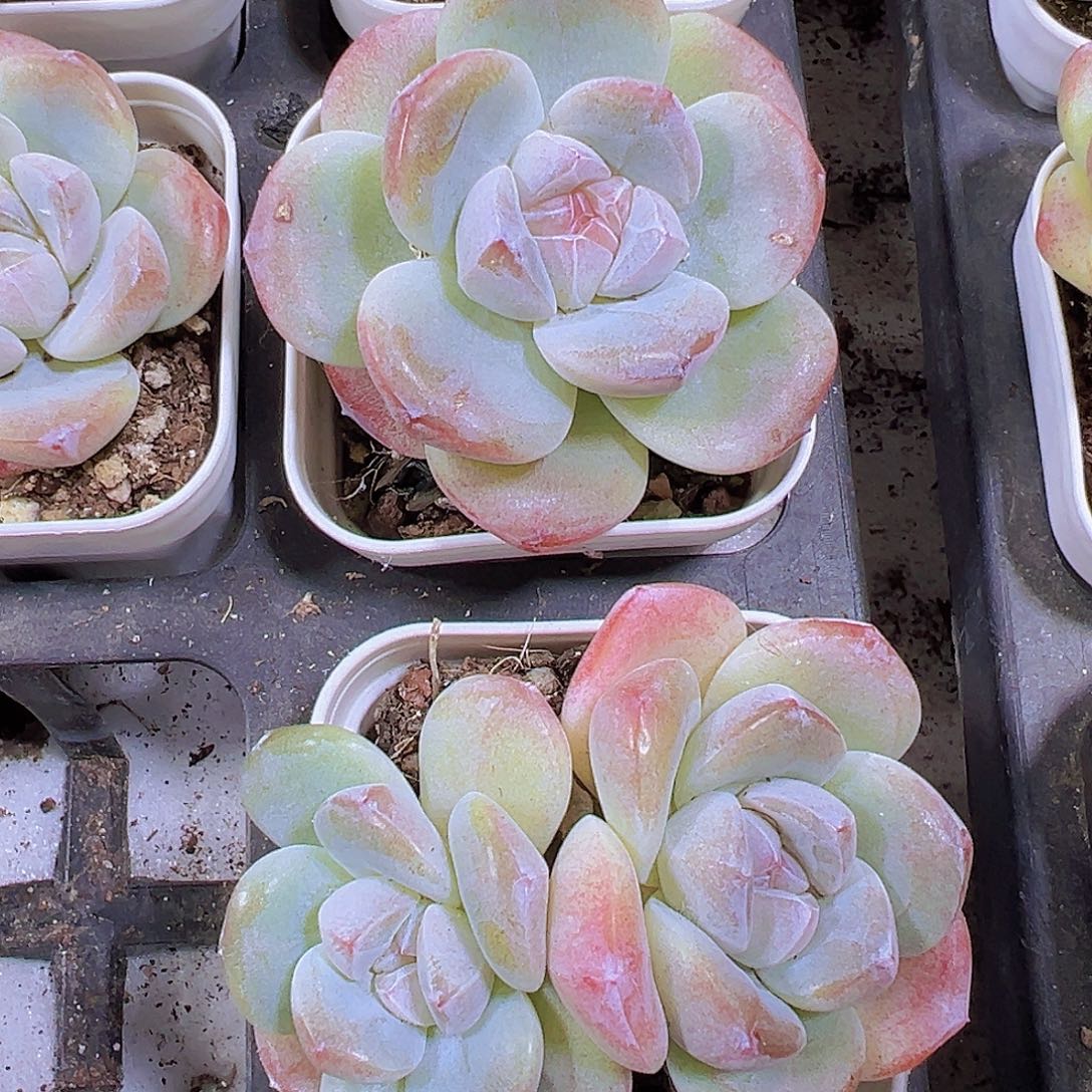 紫心冰玉一单一双19包邮