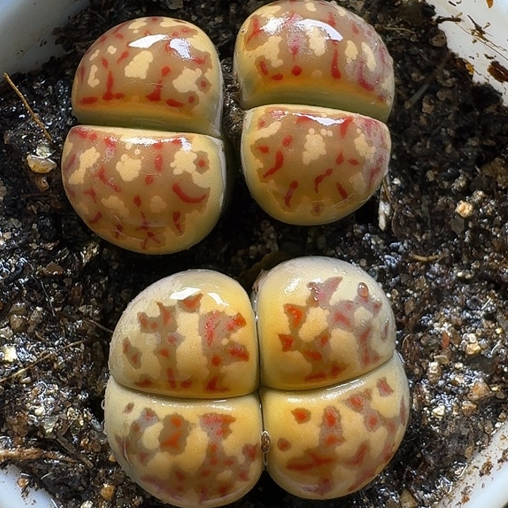 生石花1111111。  238