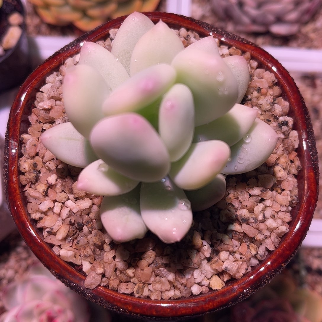 尚品园艺福利美人锦