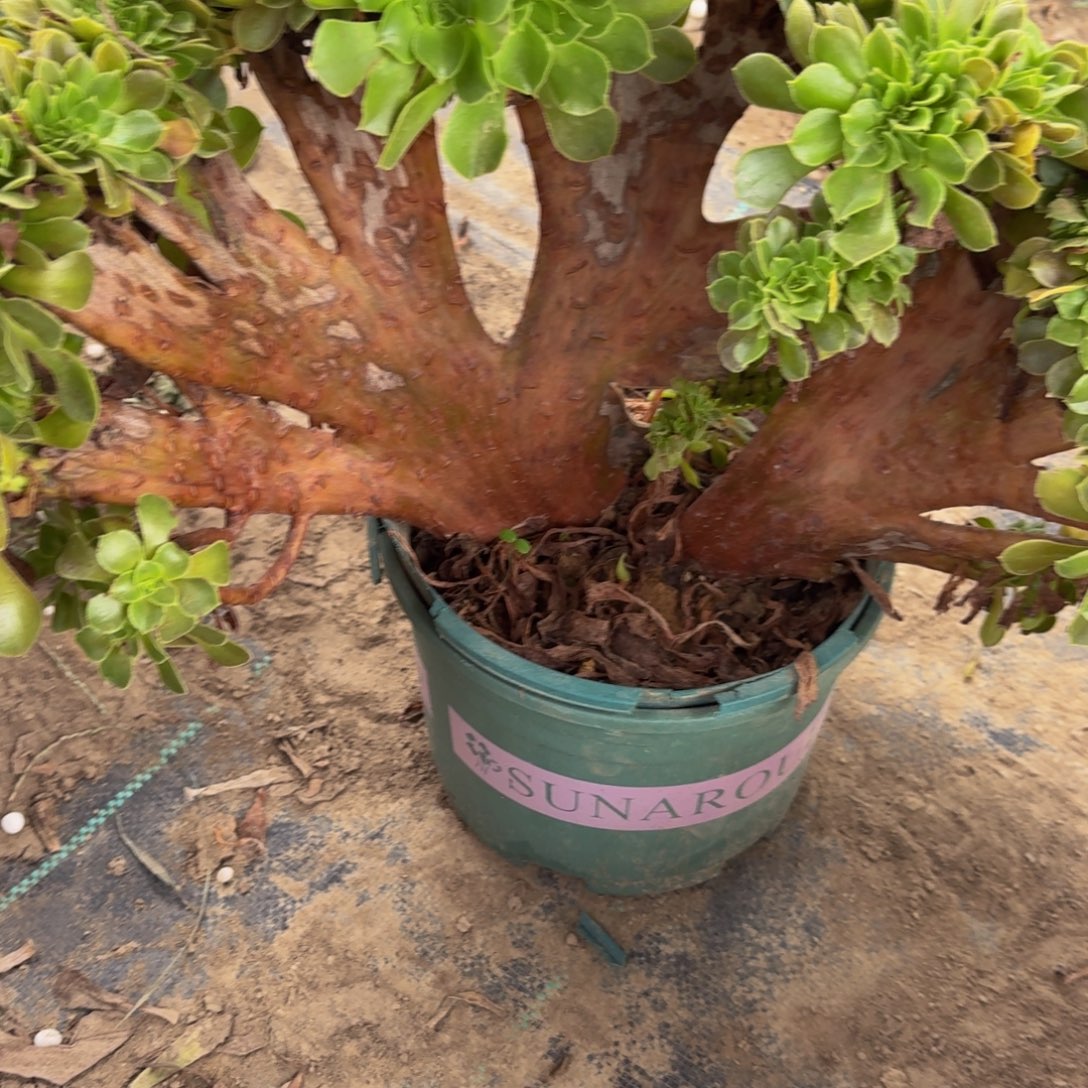 259多肉植物捧花的