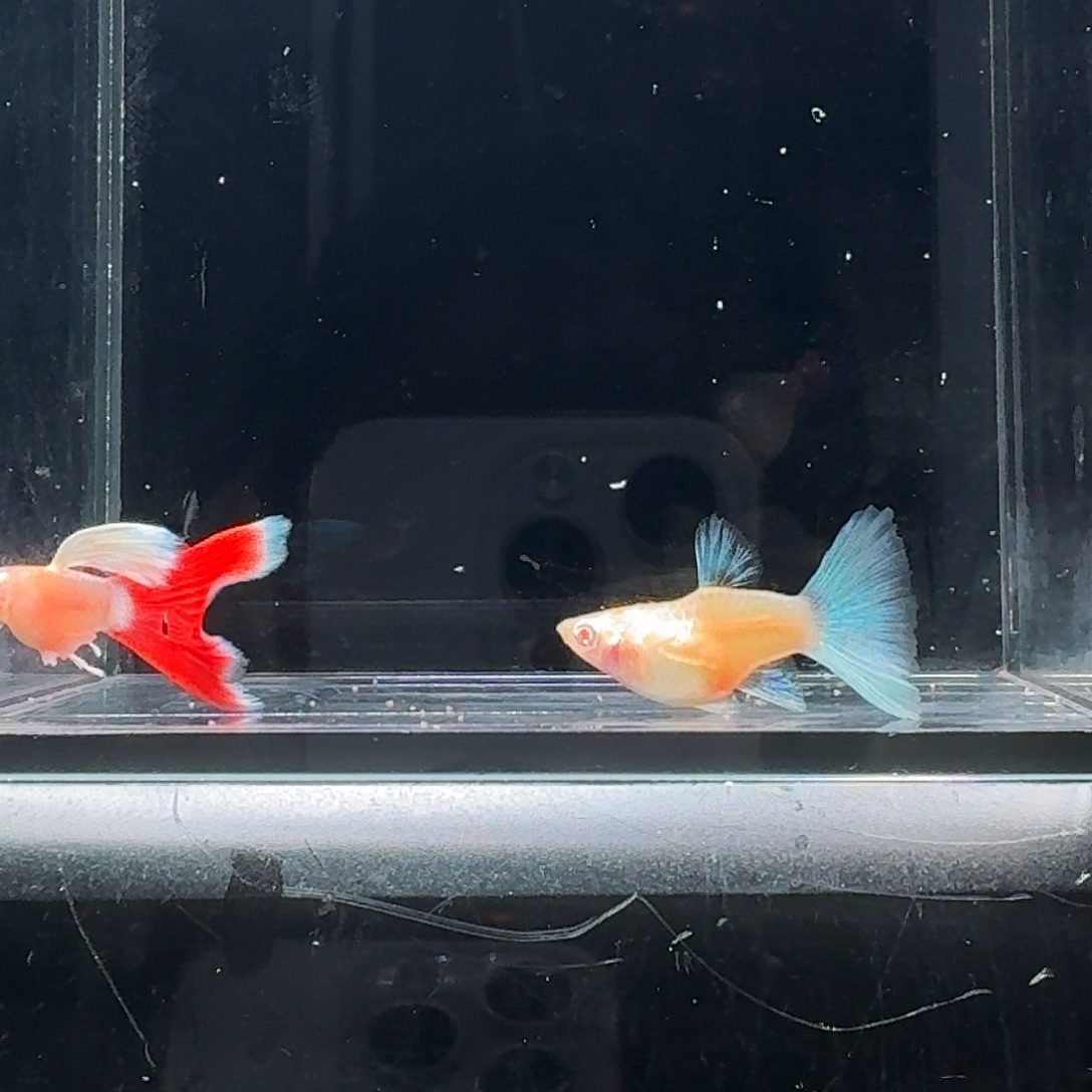 孔雀鱼蓝白飞船球体一对