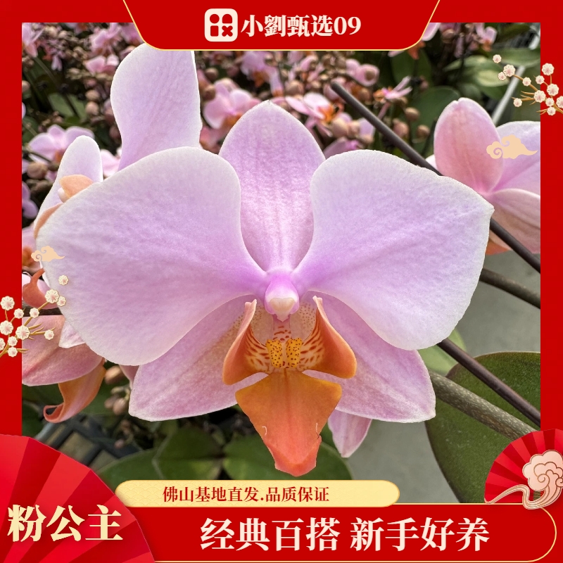 【粉公主09】组盆款精美蝴蝶兰花卉盆栽佛山基地批发直播次日达