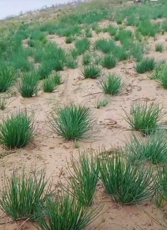 【野生】沙葱 无农药残留 原生态 戈壁滩野生沙葱沙漠野生沙葱