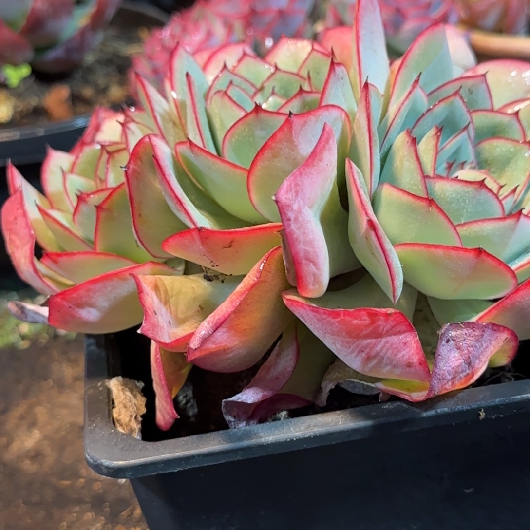 牡丹亭一物一拍包装收缩花旱