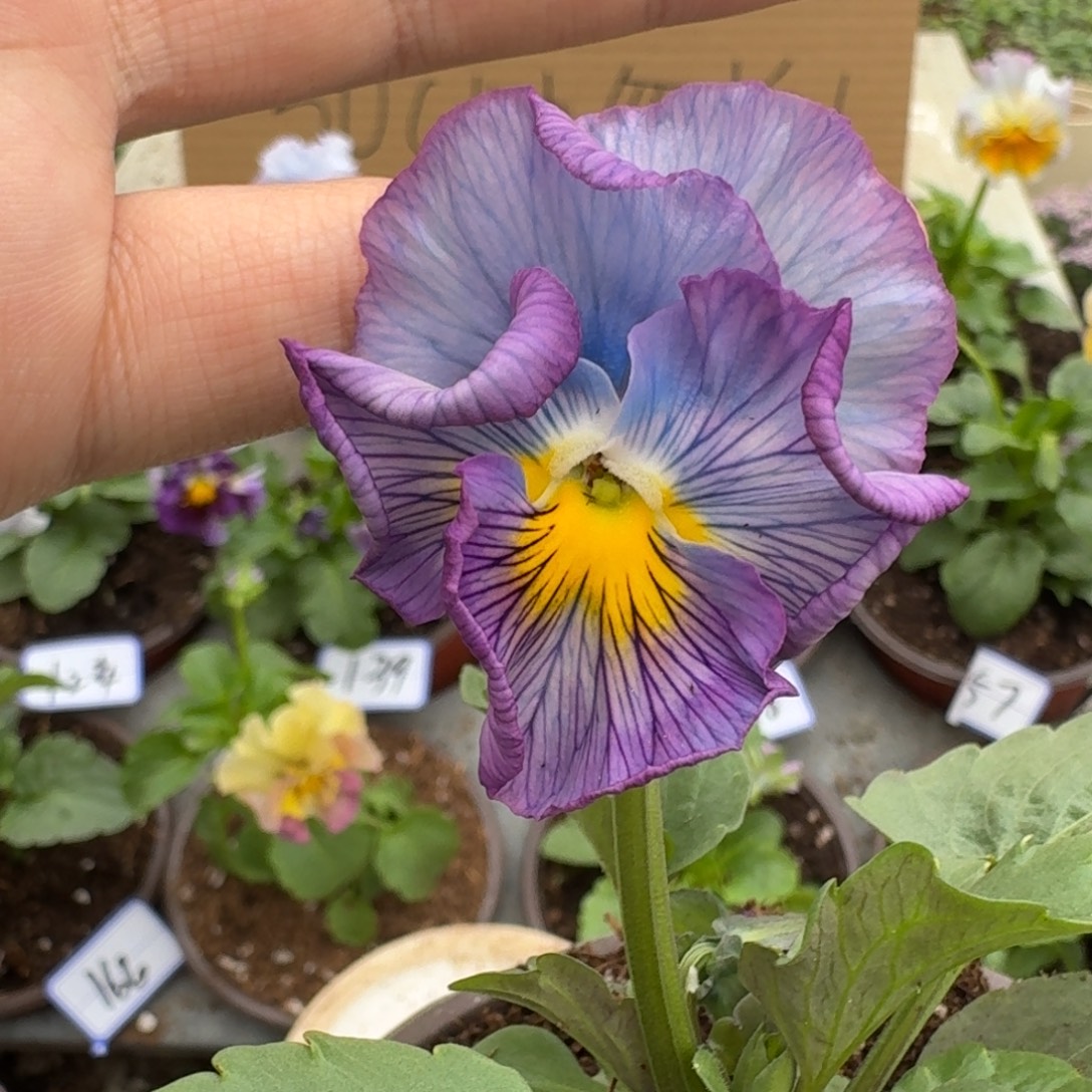 完全开放皱边角堇116