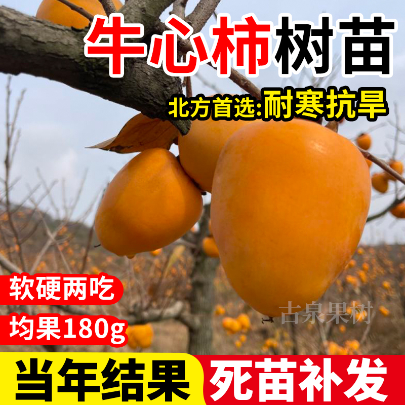 柿子苗树嫁接牛心柿子树苗特大软柿子树果苗庭院盆栽地栽耐寒果树