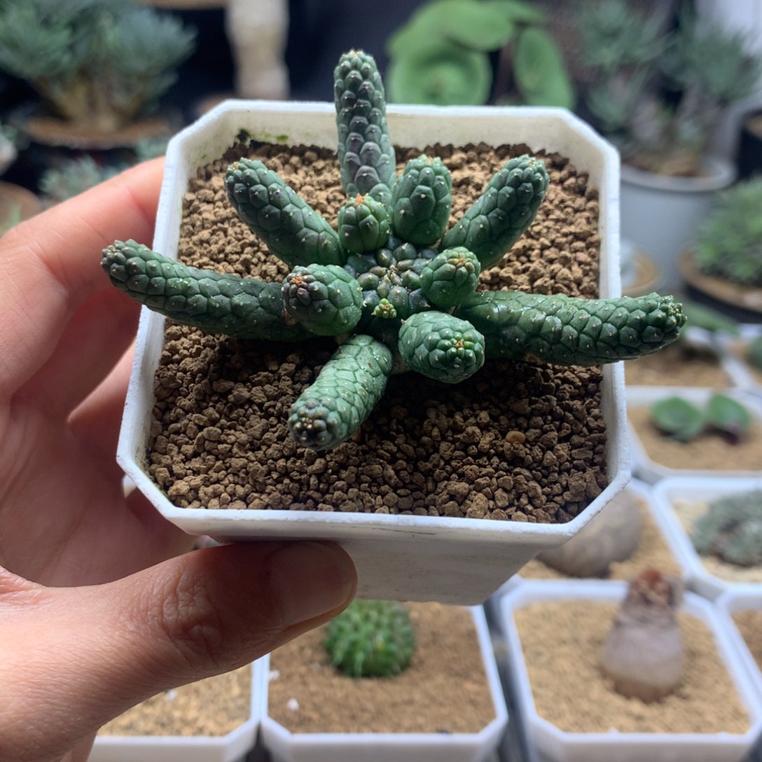 阎魔大戟实生脱土多肉