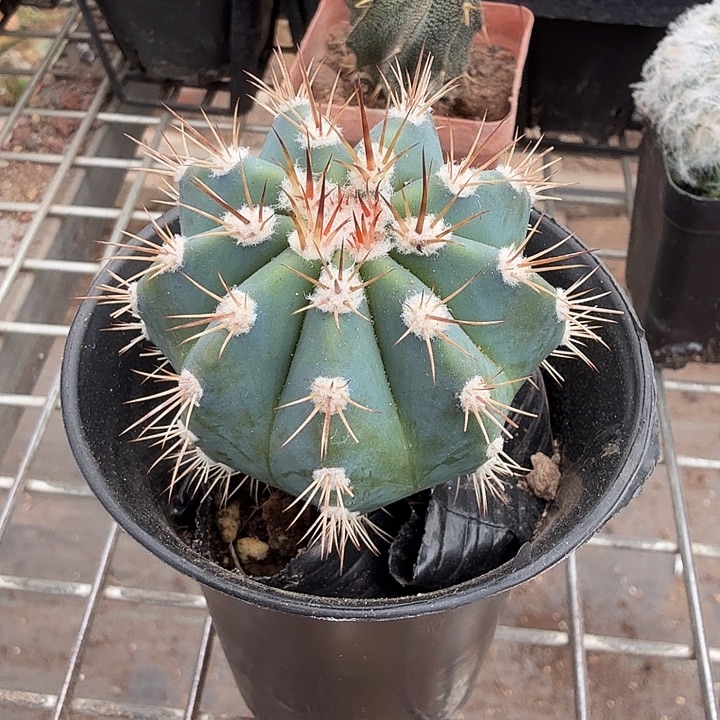 实生蓝云单头5仙人球