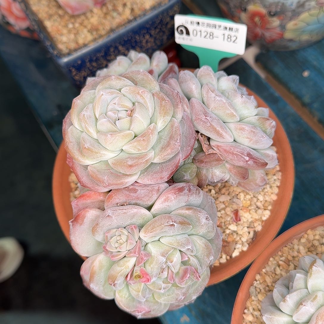 从前慢花园多肉0128-182
