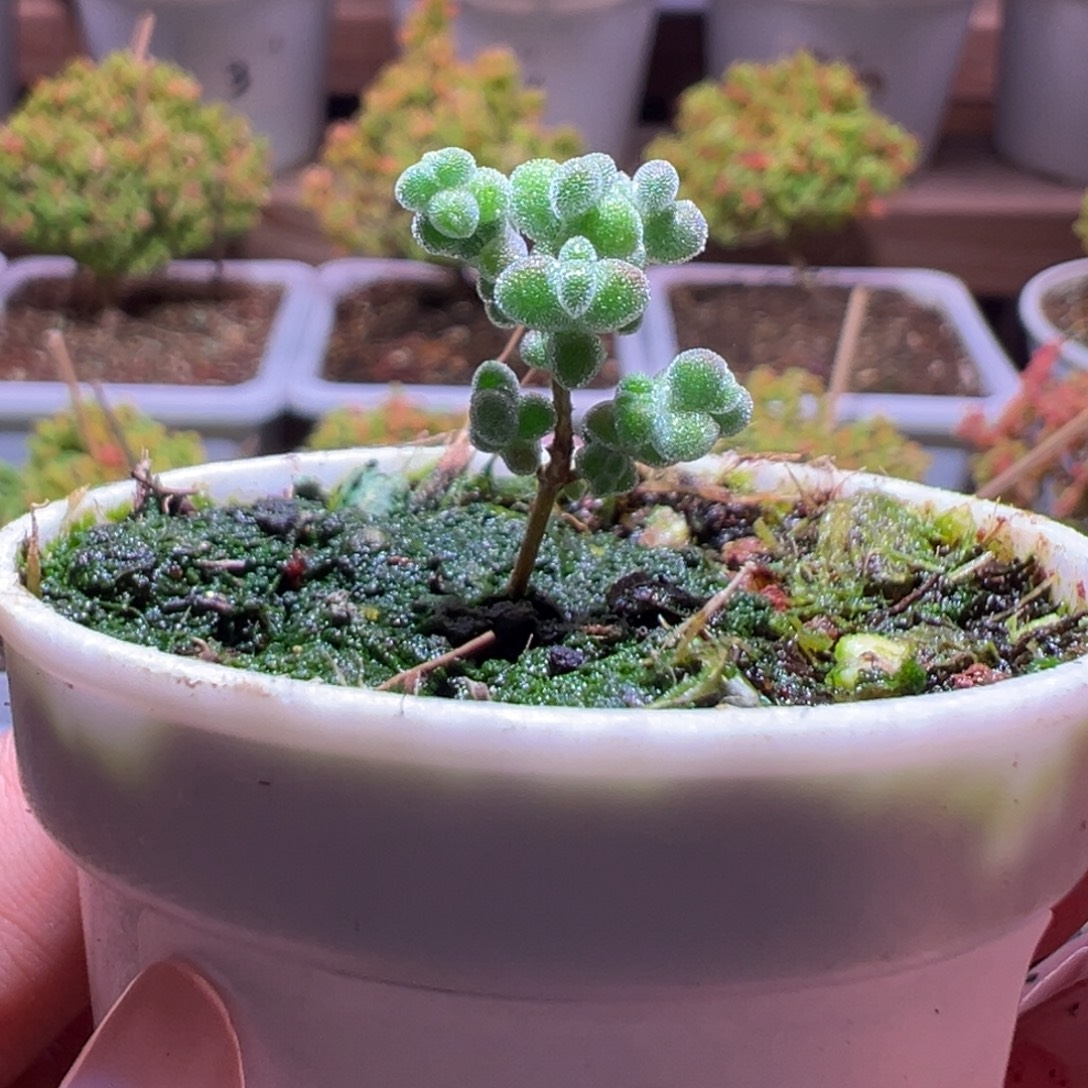 132超级莱斯一物一拍带盆土发货