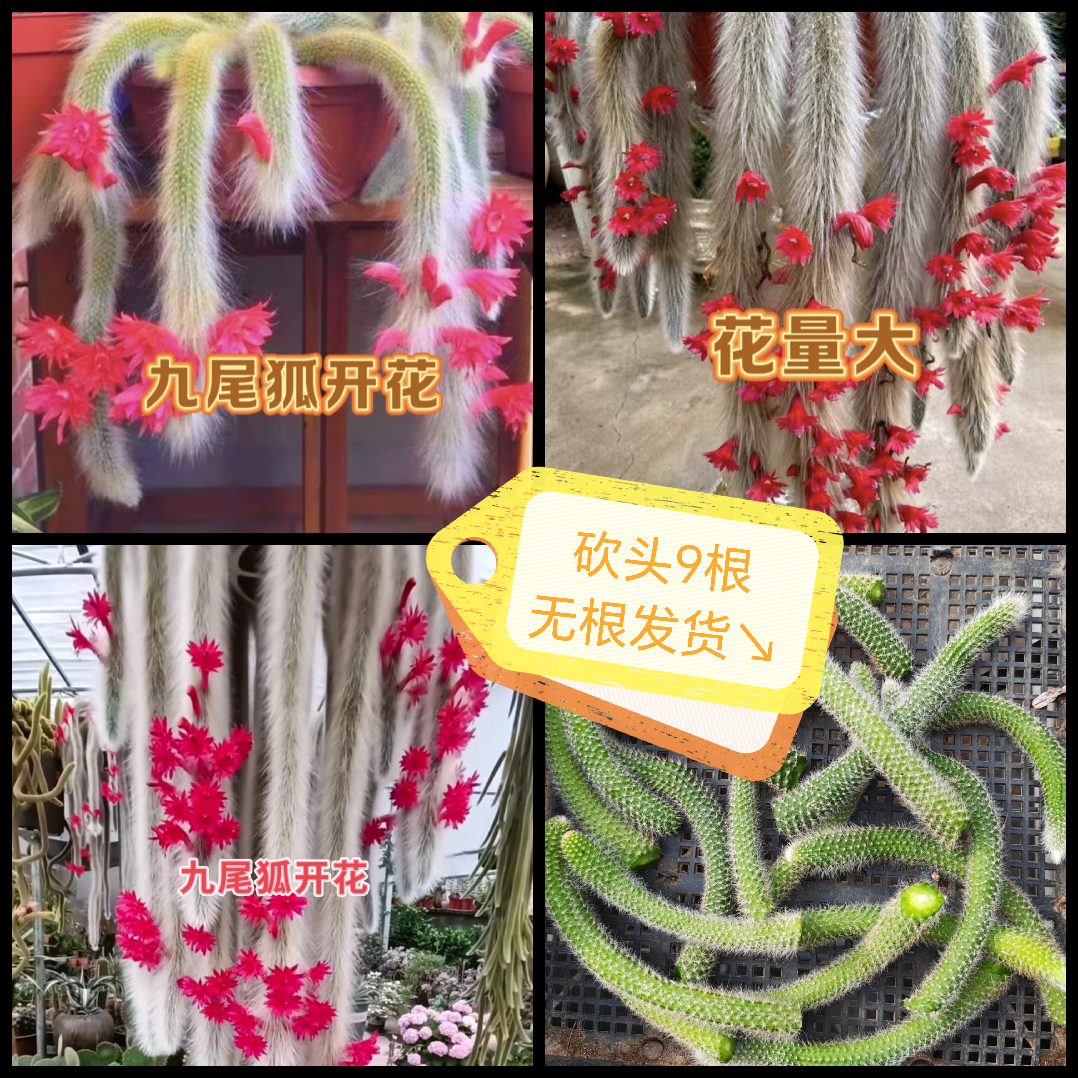 《九尾狐套餐6号》砍头无根9颗，10厘米左右