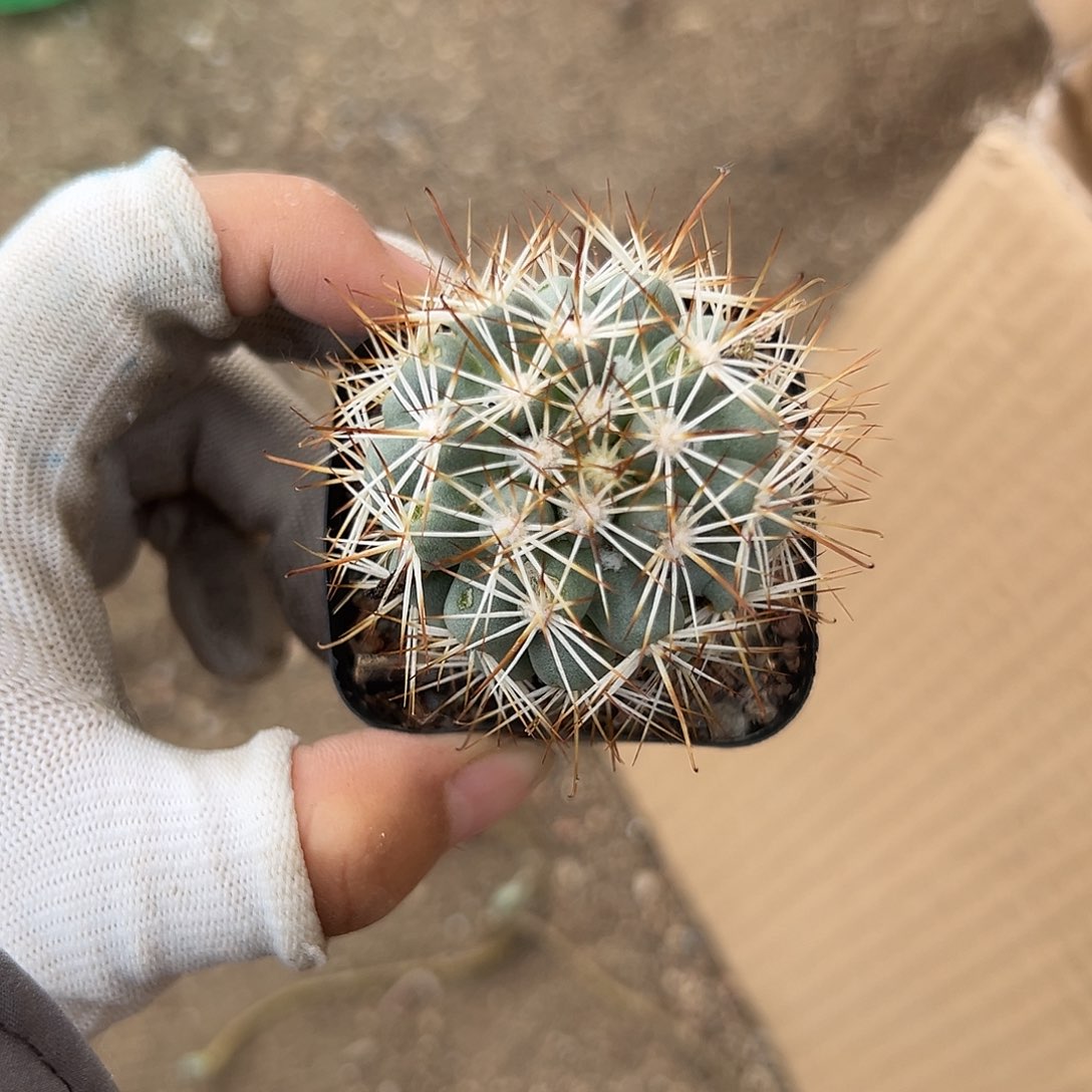 多fu w z x z y y y x y ya