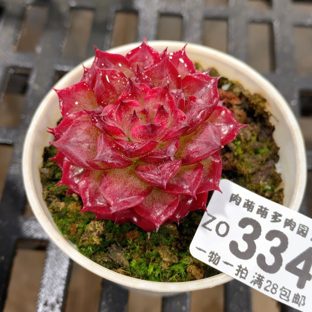 肉萌萌拇指盆精控多肉ZO334