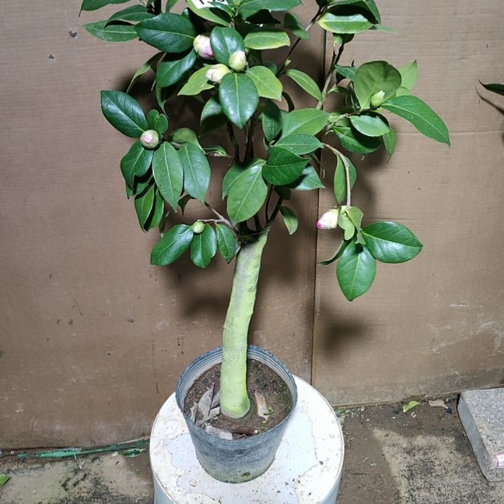 155心愿，原盆原土发货，不包邮