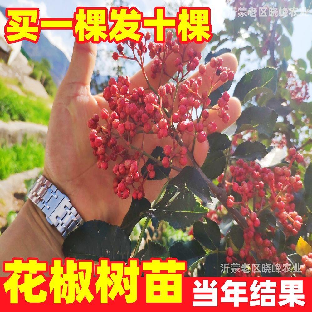 花椒树苗大红袍花椒九叶青椒新品种南方北方种植地栽盆栽当年结果