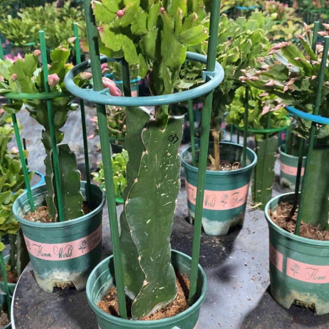 【闪购商品】当前无花朵，栽培后可花朵温****7325嫁接037