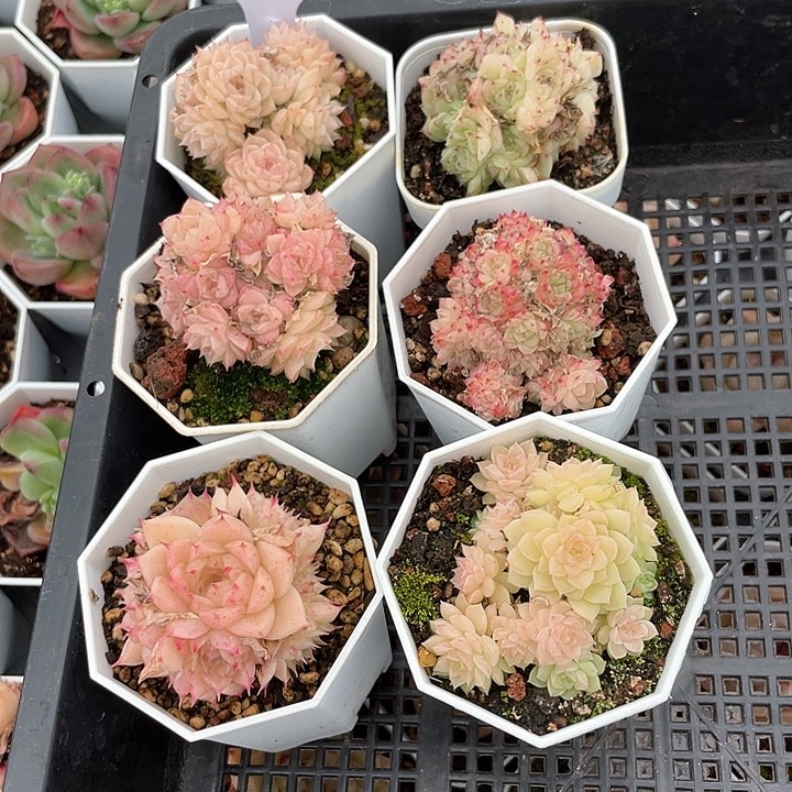 薇薇安园艺多肉2808