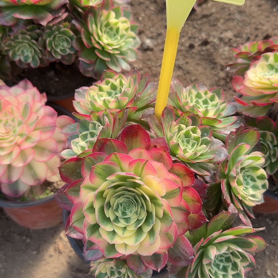 4-552--海王多肉植物