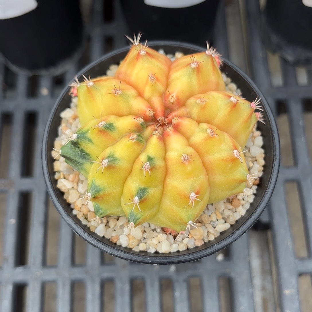 Z842-1105泰国米哈rye